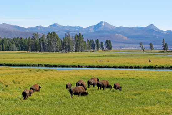 Bisons d'Amérique à Yellowstone.