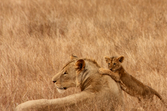 Lionne et lionceau. Lionne et lionceau.