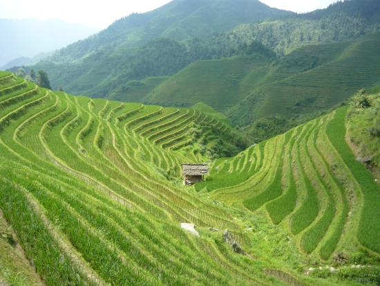 Rizières en Chine. Rizières en Chine.
