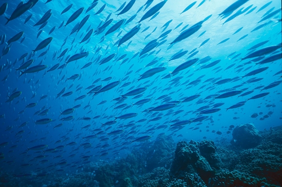 banc de poissons