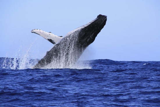 Baleine Baleine