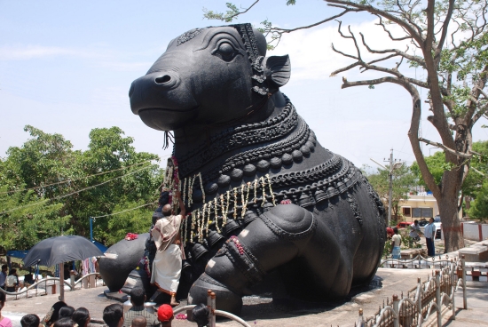 Nandi, taureau sacré