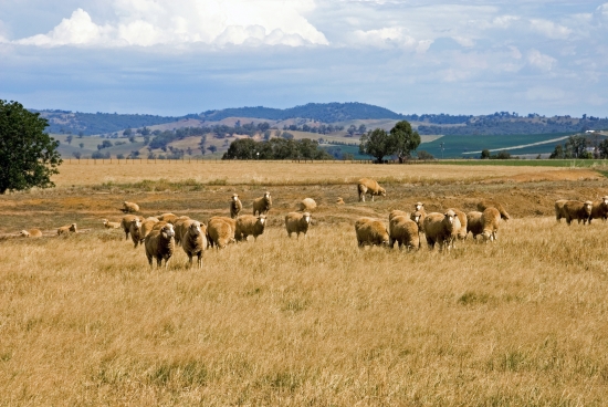 Nouvelle-Galles du Sud Nouvelle-Galles du Sud