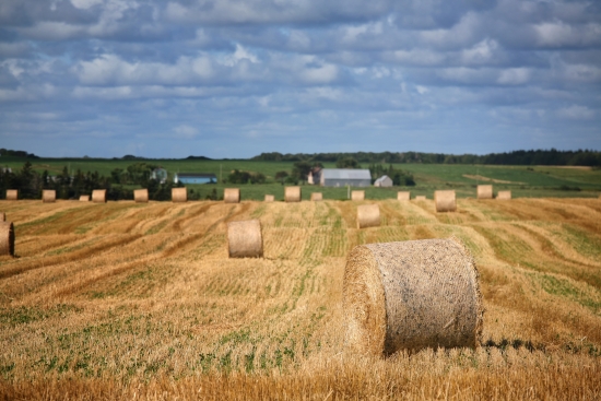 Prairies canadiennes