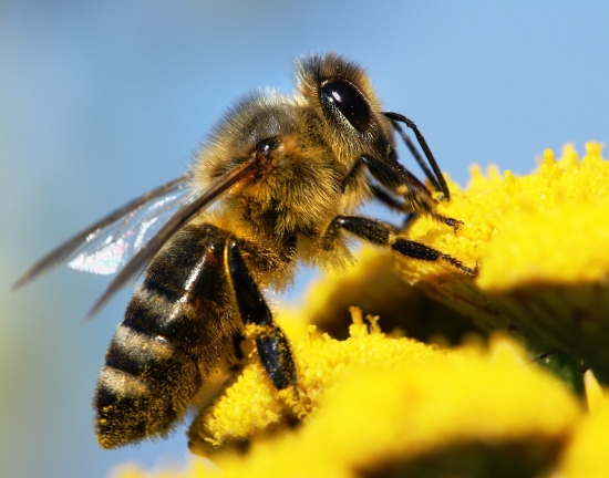 Pollinisation par les animaux