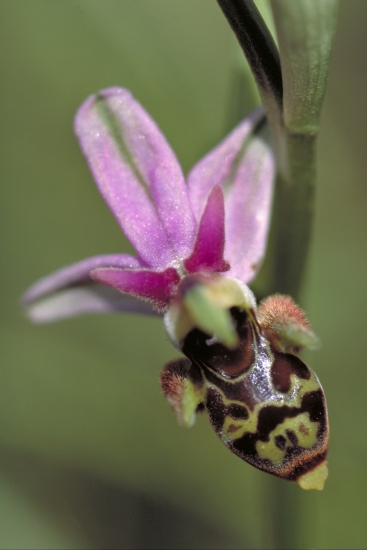 Pollinisation par les insectes