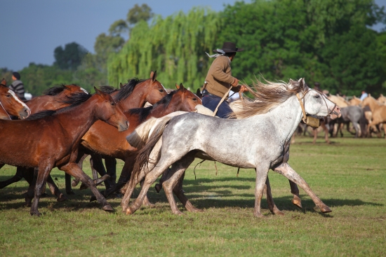 Gauchos