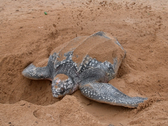 Tortue luth Tortue luth