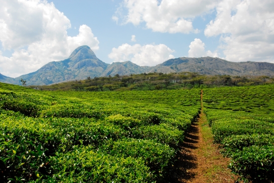 Plantation de thé