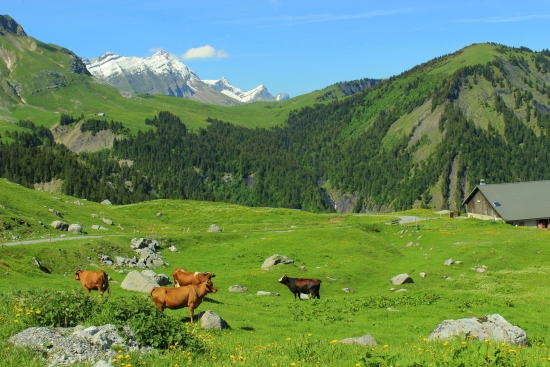 Abondance, Haute-Savoie