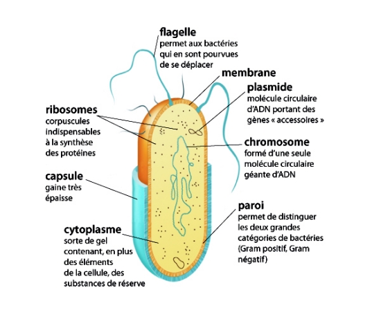 Organisation d'une bactérie