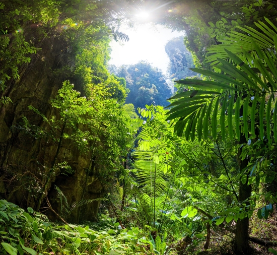 Forêt vierge tropicale