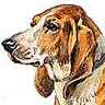 Basset