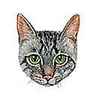 Squelette et morphologie du chat Squelette et morphologie du chat