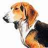 Basset