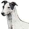 Greyhound