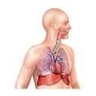 Appareil respiratoire Appareil respiratoire