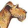 Irish-terrier