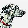 Dalmatien