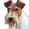 Fox-terrier