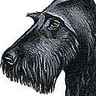 Scottish-terrier