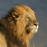 Lion Lion