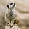 Suricate