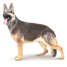 Berger allemand Berger allemand