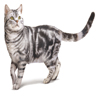 Chat American shorthair Chat American shorthair