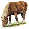 Cheval comtois ou comtois