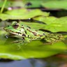Grenouille Grenouille