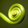 Pousse d'une feuille en spirale Pousse d'une feuille en spirale