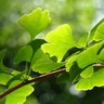 Feuilles de l'arbre Ginkgo biloba