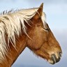Tête de cheval Tête de cheval