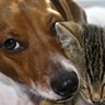 Chien et chat Chien et chat
