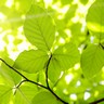 Lumière du soleil dans les feuilles d'un arbre