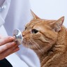 Vétérinaire auscultant un chat Vétérinaire auscultant un chat