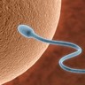 Spermatozoïde approchant un ovule
