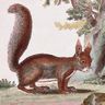 Buffon, Collection des animaux quadrupèdes : l'écureuil