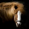 Tête de cheval Tête de cheval