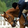 Cheval et cavalier lors d'un concours équestre