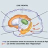 Hippocampe et amygdale : les circuits de mémorisation