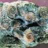 Calcaire à ammonites