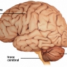 Cerveau : vue externe Cerveau : vue externe