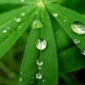 Gouttes d'eau sur feuilles. Gouttes d'eau sur feuilles.