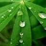 Gouttes d'eau sur feuilles.