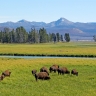 Bisons d'Amérique à Yellowstone. Bisons d'Amérique à Yellowstone.