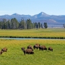 Bisons d'Amérique à Yellowstone.