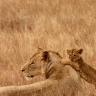 Lionne et lionceau. Lionne et lionceau.