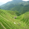 Rizières en Chine. Rizières en Chine.